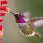 Humming-Bird