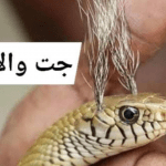 جت والاسانپ
